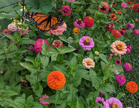 Low-waste gardening